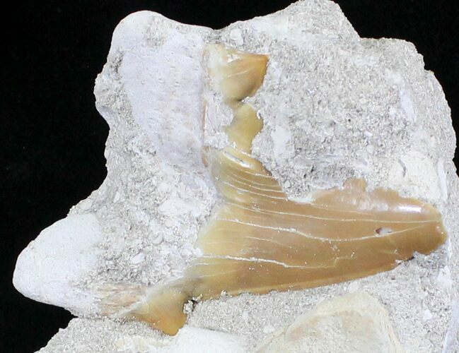 Otodus Shark Tooth Fossil In Matrix #24942
